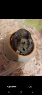 Hamster te koop, Dieren en Toebehoren, Knaagdieren, Hamster, Mannelijk, Tam, Oktober