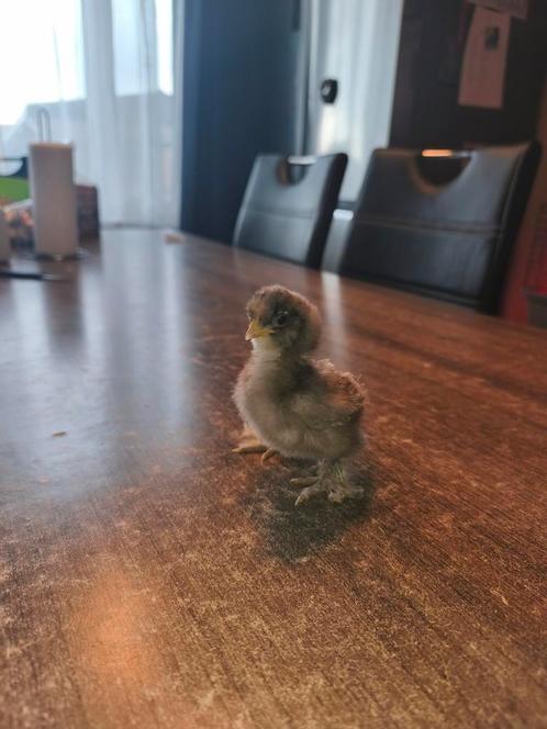 Usa zijdehoen kuikens, Dieren en Toebehoren, Pluimvee, Kip, Geslacht onbekend