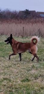 Mechelse Herder Puppy's, Dieren en Toebehoren, België, Fokker | Hobbymatig, 8 tot 15 weken, CDV (hondenziekte)