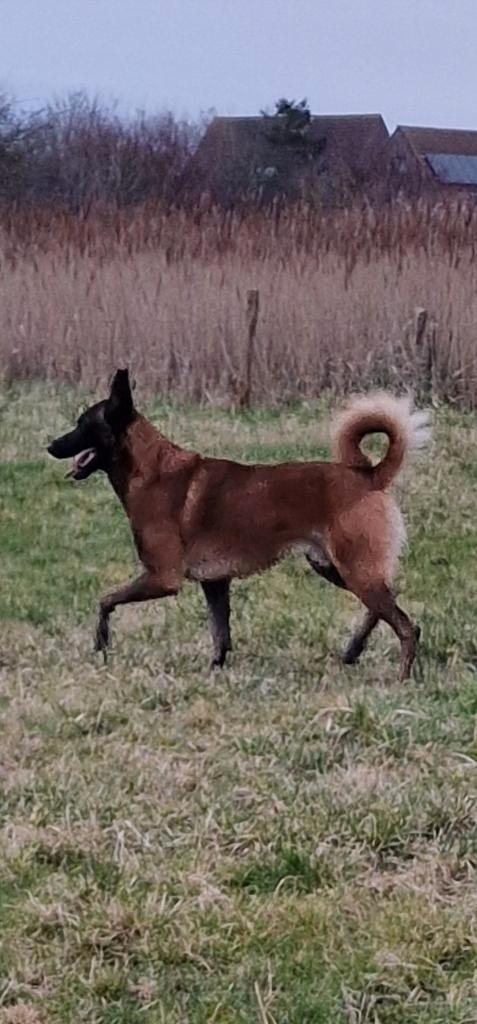 Mechelse Herder Puppy's, Dieren en Toebehoren, Honden | Herdershonden en Veedrijvers, Meerdere dieren, Herder, Fokker | Hobbymatig