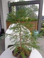 Bonsaï ( extérieur ) sapin ardennais, Bloeit niet, Overige soorten, Minder dan 100 cm, Volledige schaduw
