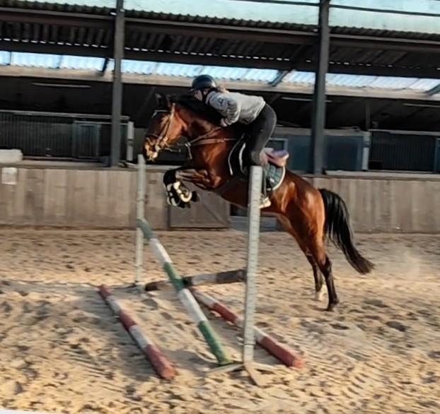 Zeer chique allround eyecatcher !!, Dieren en Toebehoren, Pony's, Merrie, D pony (1.37m tot 1.48m), Springpony, 3 tot 6 jaar, Met stamboom