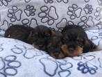 chiots teckel à poil dur, Parvovirose, Plusieurs, Belgique, 8 à 15 semaines