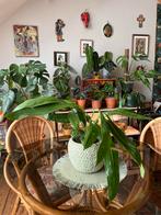 Anthurium Bakeri, Ophalen