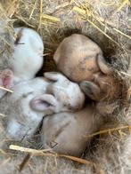 mooie konijntjes, Dieren en Toebehoren, Ophalen