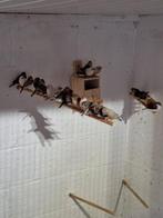 Mandarin, Ophalen, Nieuw