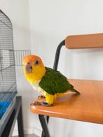 Heel tamme Caique-papegaai, Dieren en Toebehoren, Vogels | Parkieten en Papegaaien, Mannelijk, Papegaai, Tam