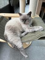 Brits Korthaar - Herplaatser, Dieren en Toebehoren, Katten en Kittens | Raskatten | Korthaar, Gechipt, 6 jaar of ouder
