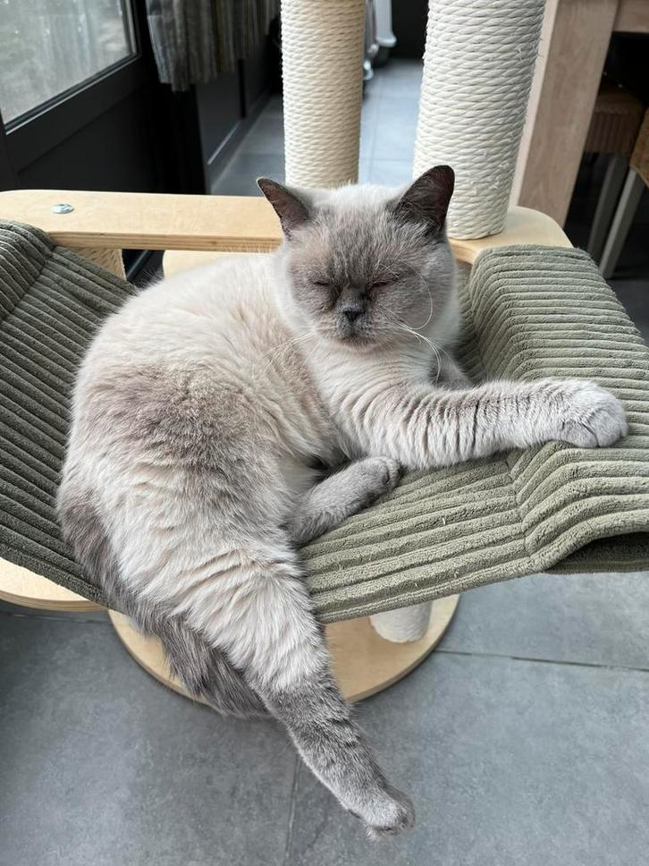 Brits Korthaar - Herplaatser, Dieren en Toebehoren, Katten en Kittens | Raskatten | Korthaar, 6 jaar of ouder, Gechipt, Ontwormd