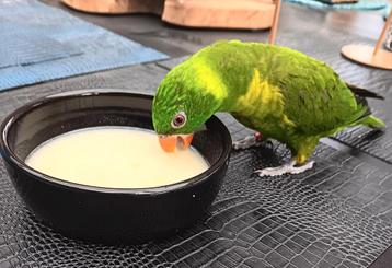 Weberlori  beschikbaar voor biedingen