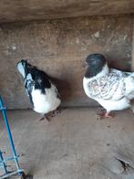 Strasser  koppel, Dieren en Toebehoren, Pluimvee