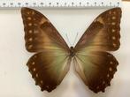 MORPHO AMPHITRYON, zeldzaam, #3, Ophalen of Verzenden