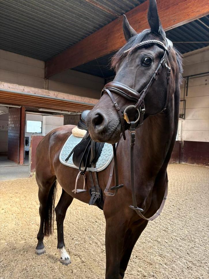 Knap dressuurpaard te koop uit Flynn FRH, Dieren en Toebehoren, Paarden, Ruin, Zadelmak, 170 tot 175 cm, 3 tot 6 jaar, Dressuurpaard