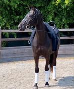 Talentvolle 8-jarige merrie te koop!, Animaux & Accessoires, Chevaux, Jument, L, 165 à 170 cm, 7 à 10 ans