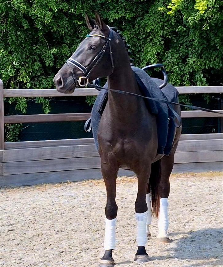 Talentvolle 8-jarige merrie te koop!, Animaux & Accessoires, Chevaux, Jument, L, 165 à 170 cm, 7 à 10 ans