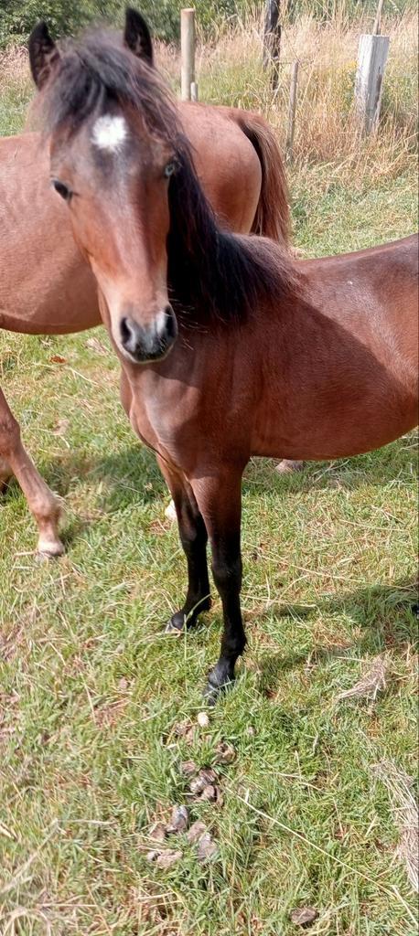 Hackny veulen en een weide maatje, Dieren en Toebehoren, Pony's
