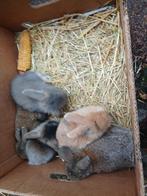 hangoortjes, Dieren en Toebehoren