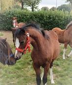 Super leuke welsh merrieveulen D !! ️, Dieren en Toebehoren, Merrie, Dressuurpony, 0 tot 2 jaar, Onbeleerd