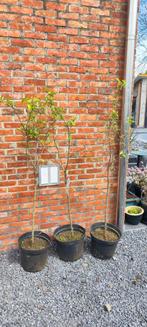 Sierappelboom - Malus Evereste, Tuin en Terras, Planten | Struiken en Hagen, Ophalen