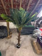 Palmboom, Tuin en Terras, Planten | Tuinplanten, Ophalen