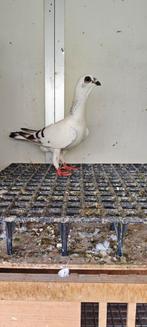 Syrische duiven, Meerdere dieren, Overige soorten