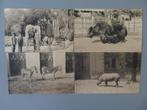 4 oude postkaarten Dierentuin Zoo Antwerpen, Verzenden, Ongelopen, Overige thema's