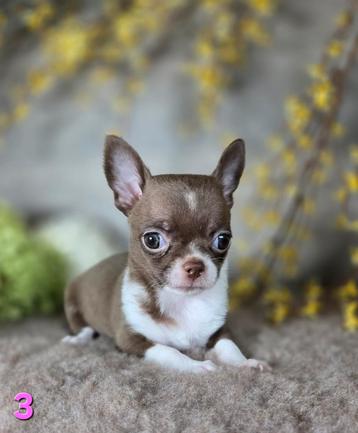 Chihuahua pups korthaar Chi pup beschikbaar voor biedingen