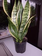 sanseveria's, Huis en Inrichting, Kamerplanten, Ophalen, Overige soorten, Halfschaduw, Minder dan 100 cm