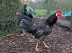 Anconakriel dun witgepareld, Dieren en Toebehoren, Pluimvee, Mannelijk, Kip