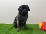 Mopshond puberpup, België, 15 weken tot 1 jaar, CDV (hondenziekte), Eén hond