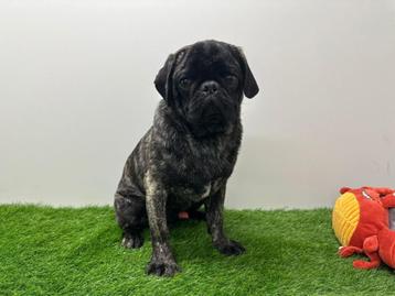 Mopshond puberpup beschikbaar voor biedingen