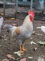 Leghorn Isabelpatrijs haan, Dieren en Toebehoren, Pluimvee