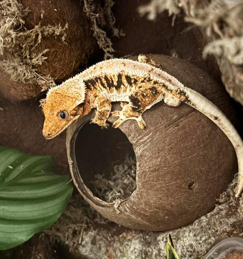 1.0 Lilly white wimpergekko man, Dieren en Toebehoren, Reptielen en Amfibieën
