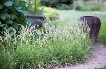 Sesleria. Leuk siergras, Tuin en Terras, Ophalen, Volle zon, Vaste plant, Siergrassen
