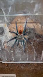 Vogelspin Chromatopelma cyaneopubescens met ingerichte terra, Dieren en Toebehoren, Insecten en Spinnen, Spin of Schorpioen