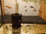 Platy's