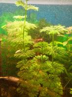 Sessiele limnophila, Animaux & Accessoires, Poissons | Poissons d'aquarium, Autres types, Poisson d'eau douce