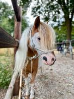 Mini kinder pony, Ruin