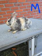 Dwergkonijn, Dieren en Toebehoren, Konijnen, Meerdere dieren, Dwerg, 0 tot 2 jaar