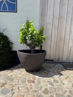 Pot Atelier Vierkant, Ophalen, 40 cm of meer, Nieuw, Aardewerk