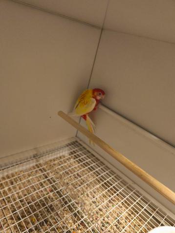 Rosella beschikbaar voor biedingen