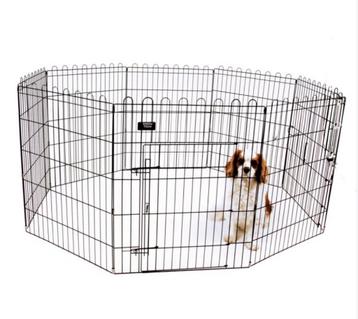 Puppy ren Showtech beschikbaar voor biedingen