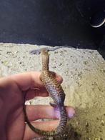 varanus acanthurus red ackie, Dieren en Toebehoren, Reptielen en Amfibieën, Hagedis, 0 tot 2 jaar