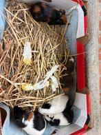 Cavia beertjes, Dieren en Toebehoren, Cavia, Augustus, Mannelijk, Tam