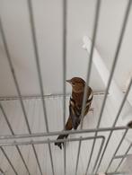 botvinkpop wk 2024, Dieren en Toebehoren, Vrouwelijk, Wildzangvogel, Geringd