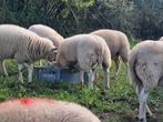 Uitstekende  ooilammeren, Dieren en Toebehoren, Schapen, Geiten en Varkens