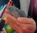Prachtige parkiet met Eamhalsband, Dieren en Toebehoren, Parkiet