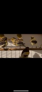 Canari Timprado discontinu, Dieren en Toebehoren, Vogels | Kanaries, Zangkanarie