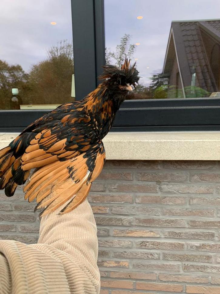 Padua haan., Dieren en Toebehoren, Pluimvee