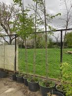Bomen, Tuin en Terras, Planten | Bomen, Overige soorten, 250 tot 400 cm, Ophalen, Volle zon